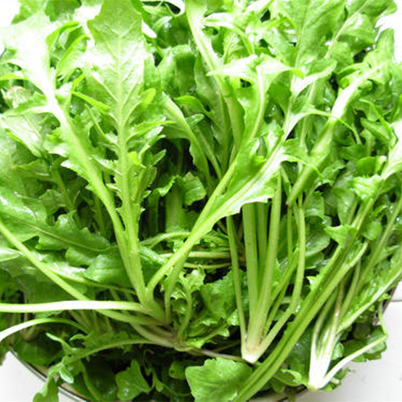 苏北野生荠菜 新鲜荠荠菜地丁菜蔬菜馄饨饺子馅整箱 1