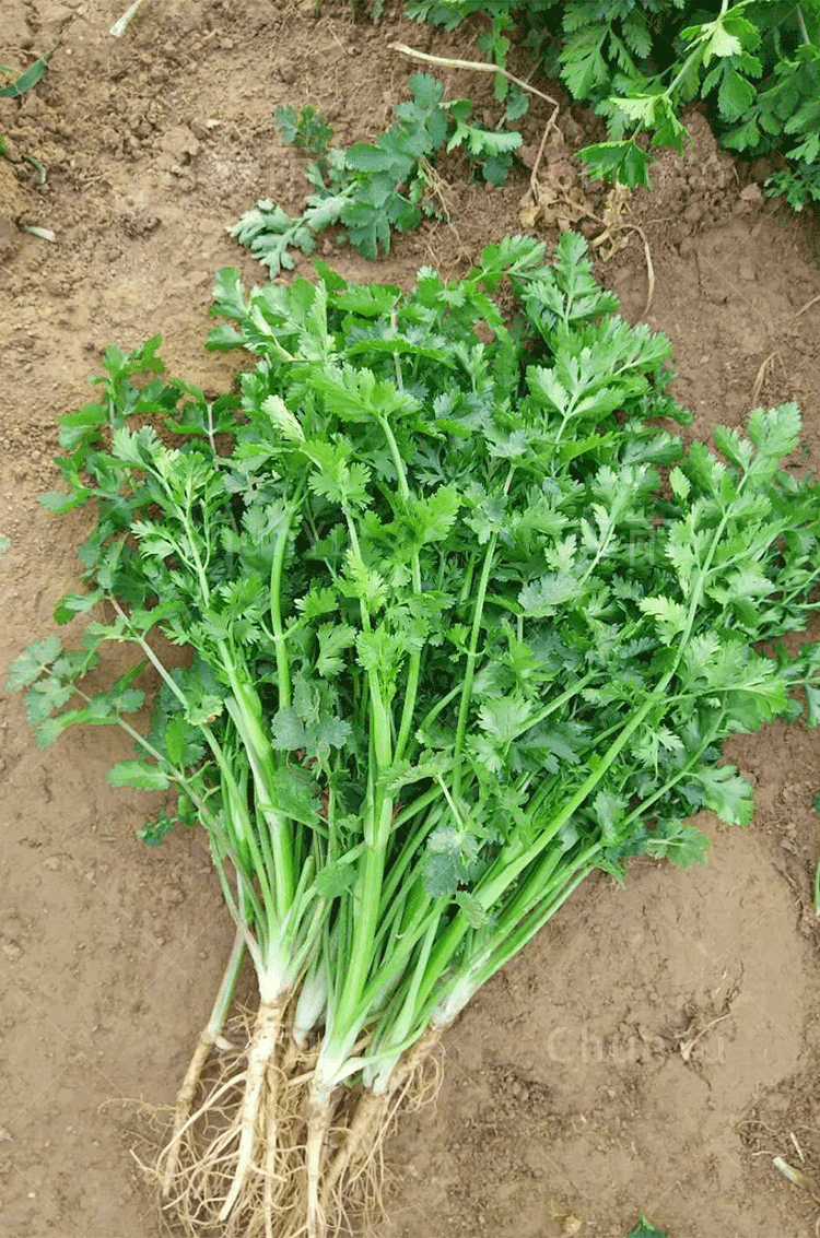 意大利香菜和中国香菜图片