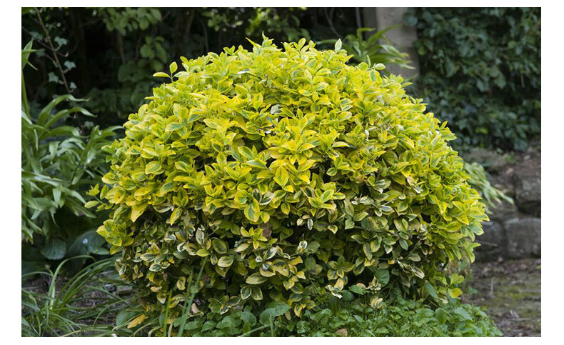 彩叶植物金冠黄杨树苗绿园小叶女贞冬青树苗篱笆庭院绿化植物四季