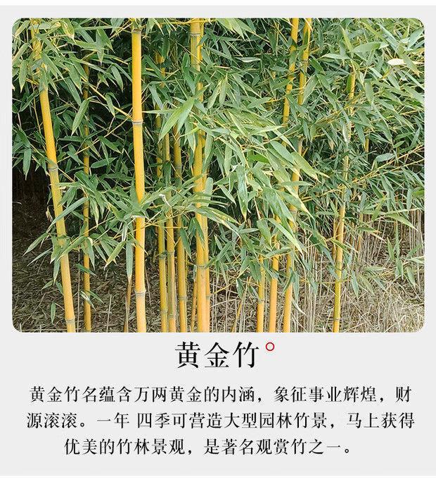 海然绿植拼购专营店商品编号:10045592305271商品名称:【精选】竹子苗