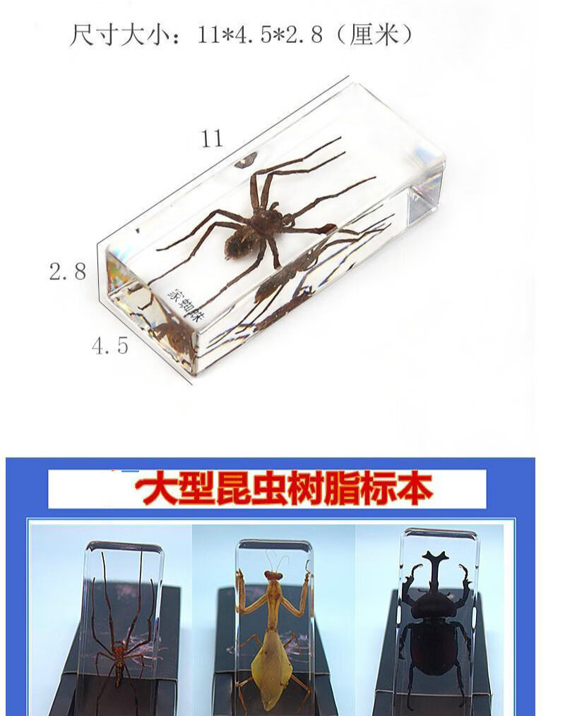 22新款透明动物昆虫标本树脂蜈蚣蝎子螳螂蝗虫蜘蛛科学实验标本豆芽发芽过程 图片价格品牌报价 京东