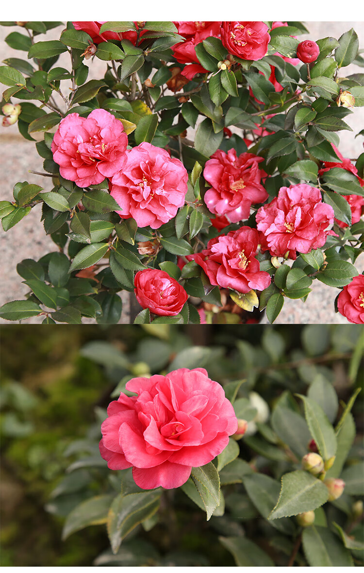 汉柠茶梅树苗品种财神丹玉昭和茶梅花苗四季绿植物盆景花卉茶梅盆栽