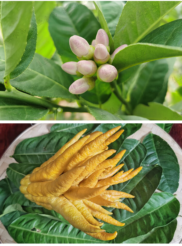 【佳梅】老香黄潮州三宝 老香橼老佛手干 潮汕特产500g罐装 老香黄