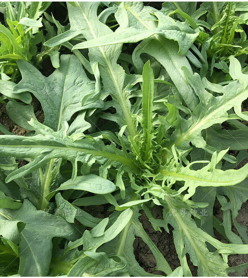 高州唛菜种子大圆叶恩平甜麦菜八甲唛种籽多枝花芽苦麻菜蔬菜种孑正宗