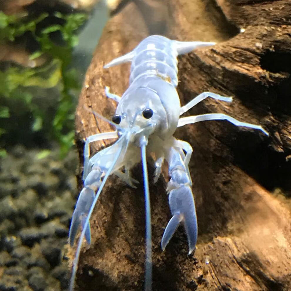 蓝色佛罗里达人工螯虾白橘龙纹观赏天空蓝魔虾活体宠物淡水小龙虾 蓝