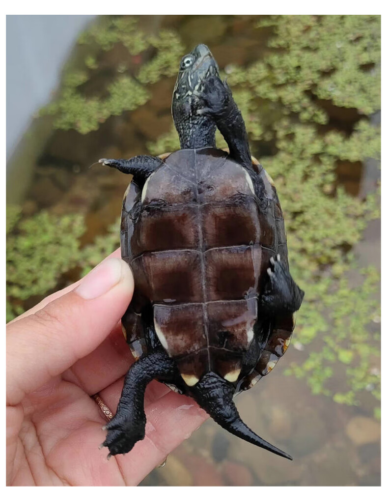 麦基乐墨龟纯种全黑中华草龟苗乌龟掌中宝乌龟活物镇宅顶墨半墨全墨刚