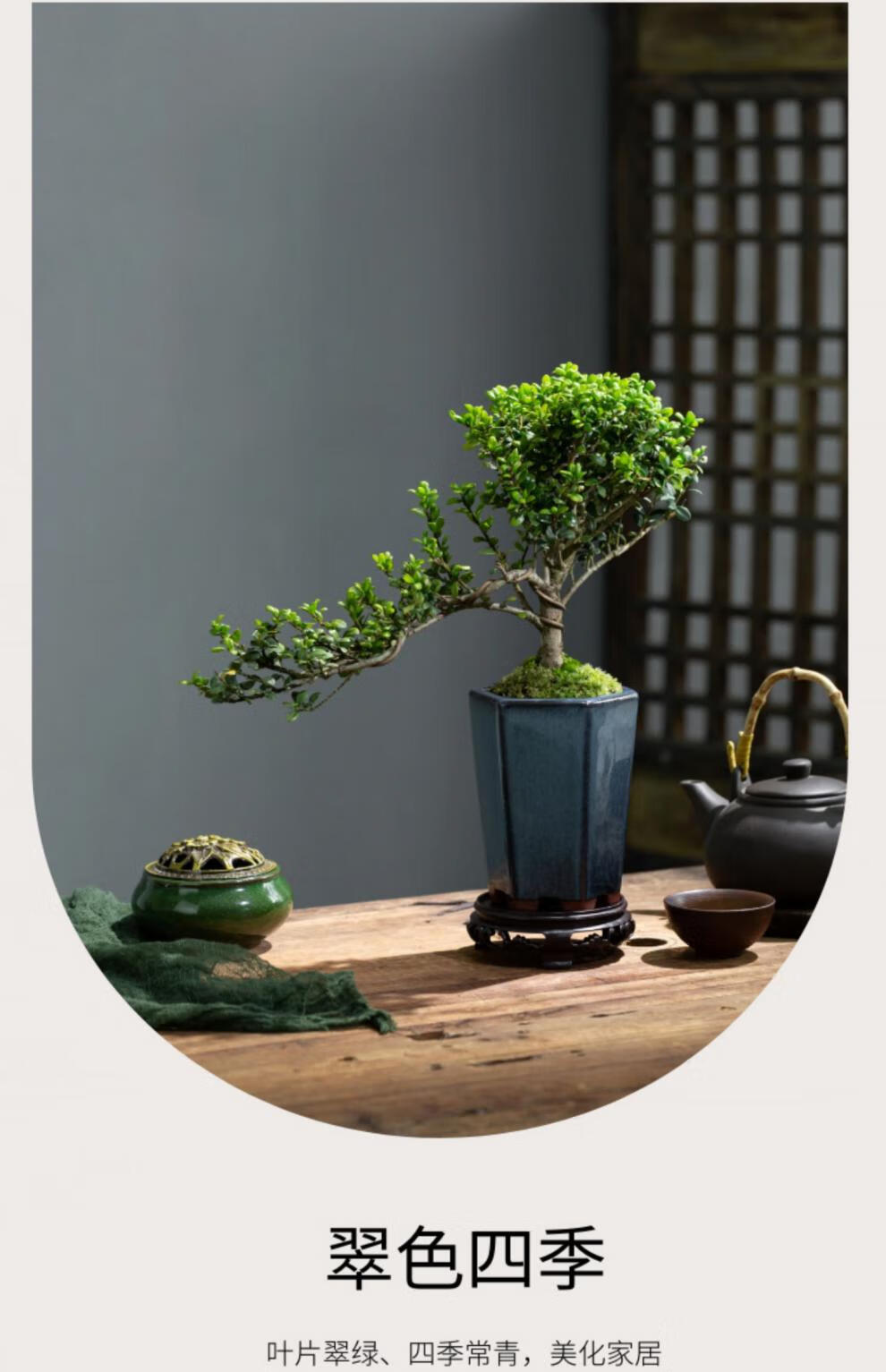 龟甲冬青盆景室内悬崖式植物临水造型中式摆件茶室阳台绿植花卉 蓝釉