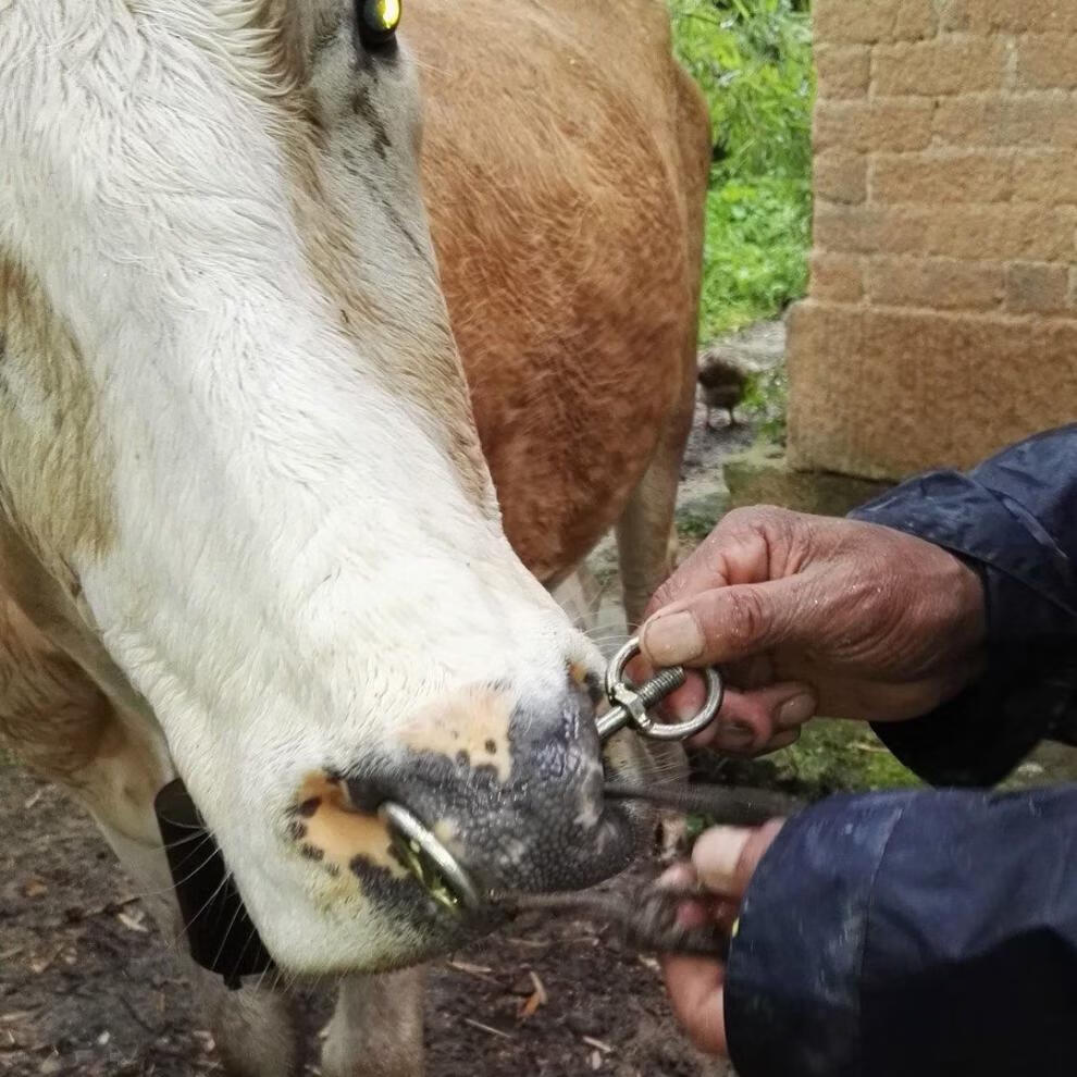 打孔牛鼻子牵引扣牛鼻环牛鼻圈拴牛牵牛拉牛放牛工具牛用穿鼻器械 小