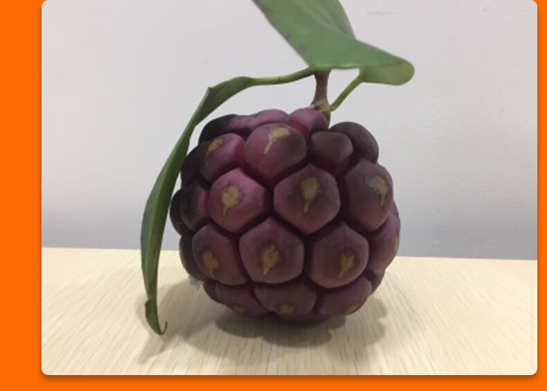 黑老虎水果新鲜布福娜野生大血藤果恶魔果实稀有古怪罕见当季水果 5斤