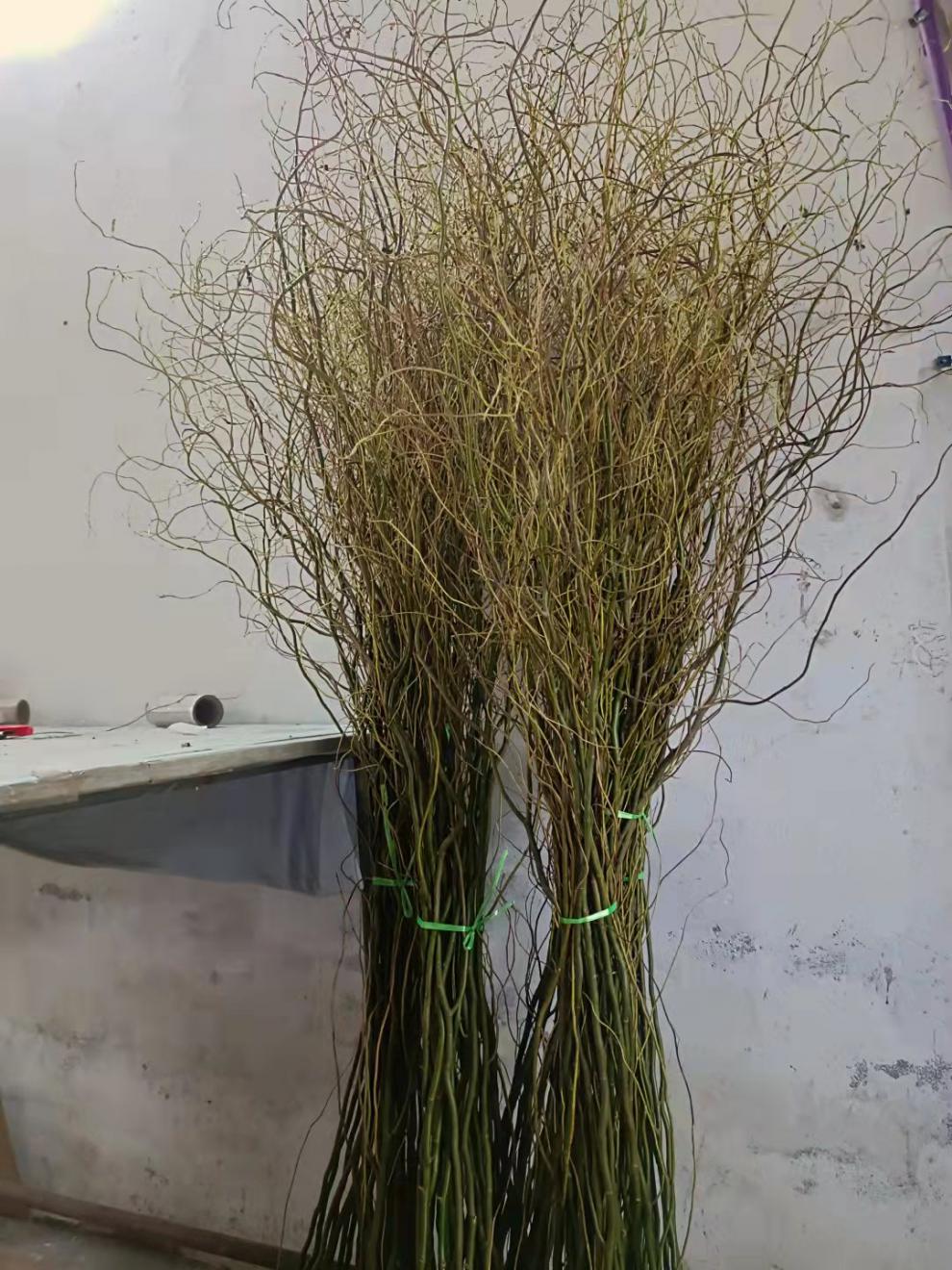 龙柳鲜枝插花客厅落地插水植物易活观叶水培长根家居装饰8090厘米20支