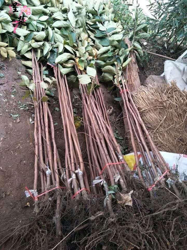 柿子树苗 果树苗 嫁接甜柿子苗 南方北方 地栽种植 当年结果 富平柿子