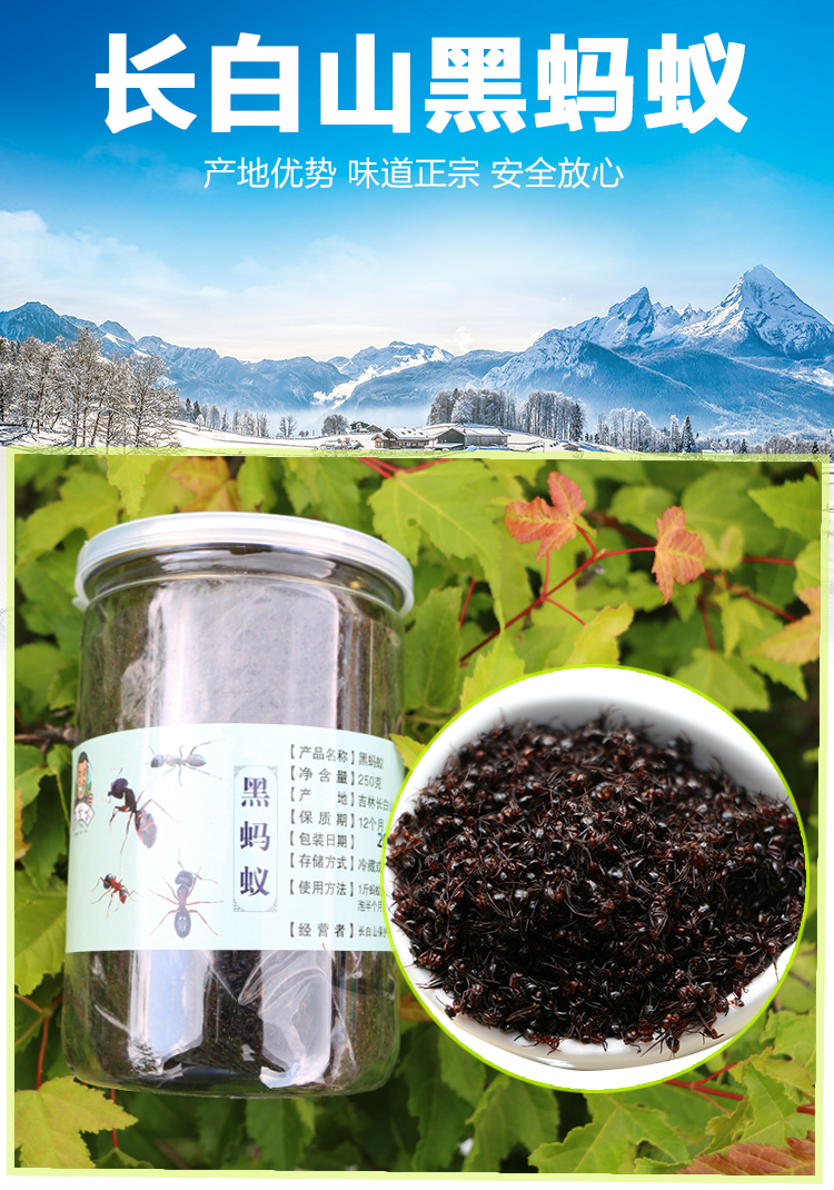 东北长白山黑蚂蚁泡酒500g蚁酸充足大山蚂蚁【图片 价格 品牌 报价】-