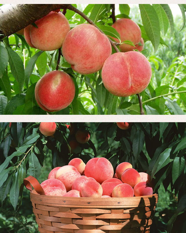 玫栀肥城水蜜桃新鲜山东当季时令水果整箱甜脆软桃子2500g单果3两左右