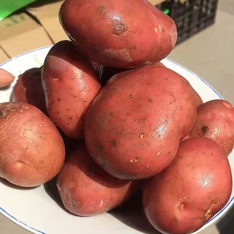 媚调 宁夏红土豆 沙地马铃薯农家种植土豆彭阳红土豆西吉红土豆西吉