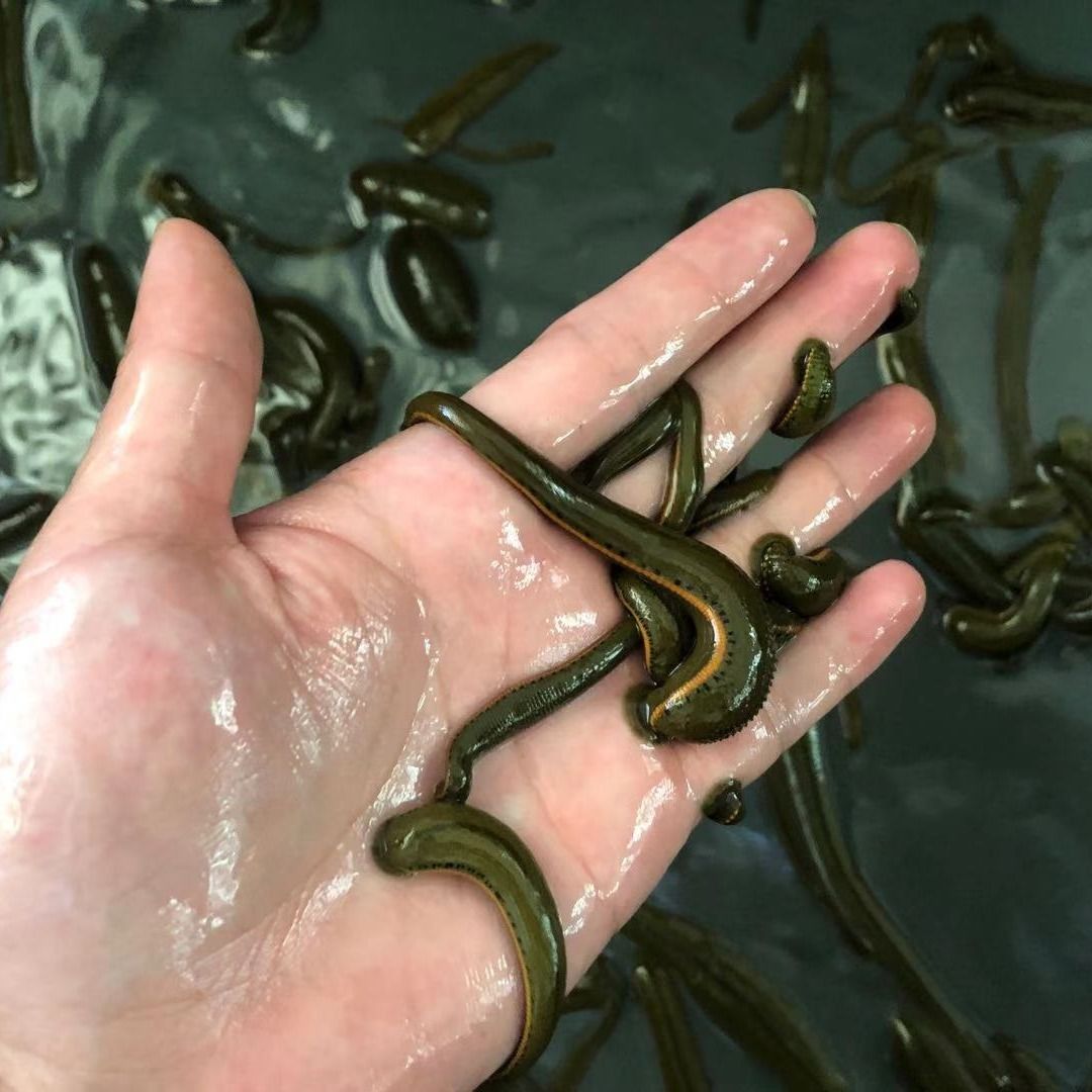 荣郁 水蛭活体蚂蟥活体菲牛蛭金边蚂蟥吸血蚂蟥活体治疗1-1.