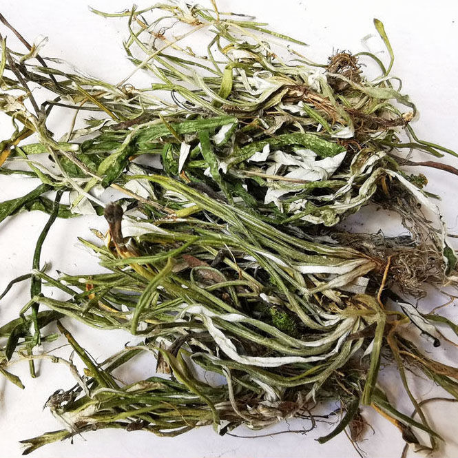 天青地白 天青地白草中药材叶下白 细叶鼠曲草 上青下白中草药 250克
