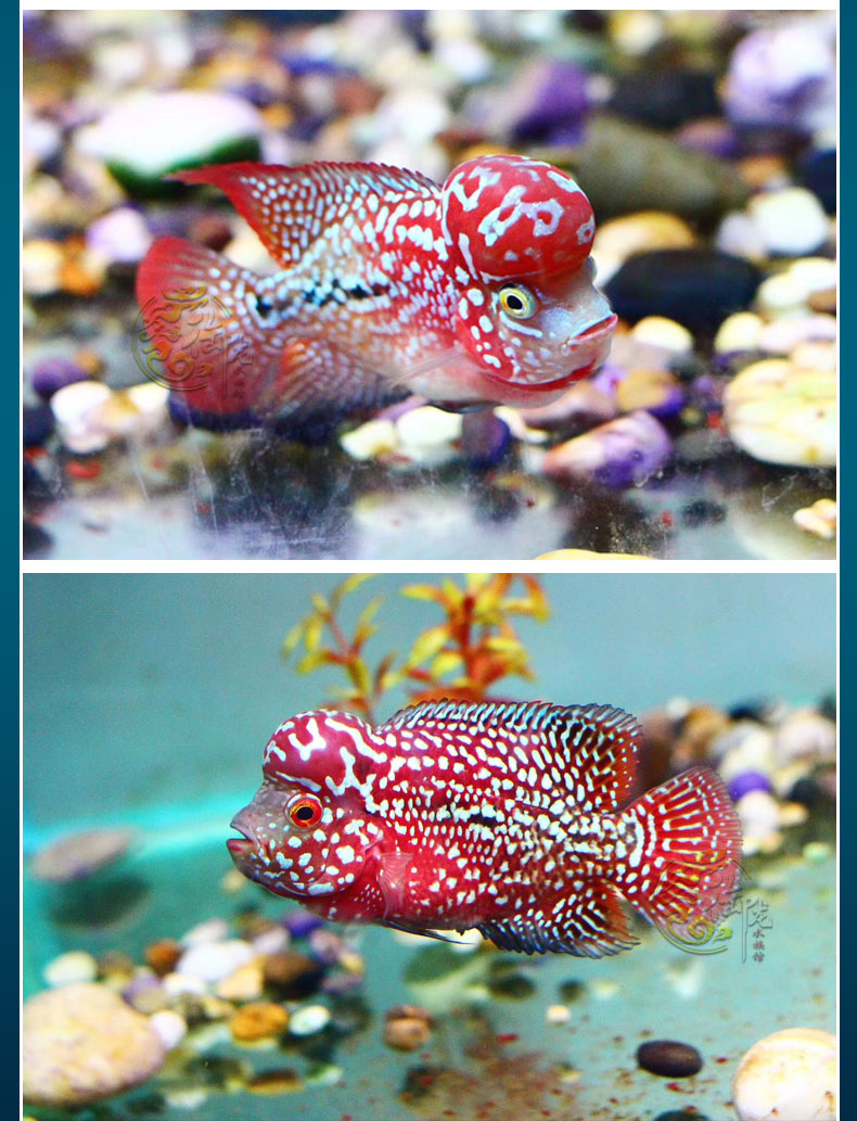 泰国进口金花罗汉鱼火凤凰亚成古典幻彩泰金爆头热带观赏鱼活体 金花