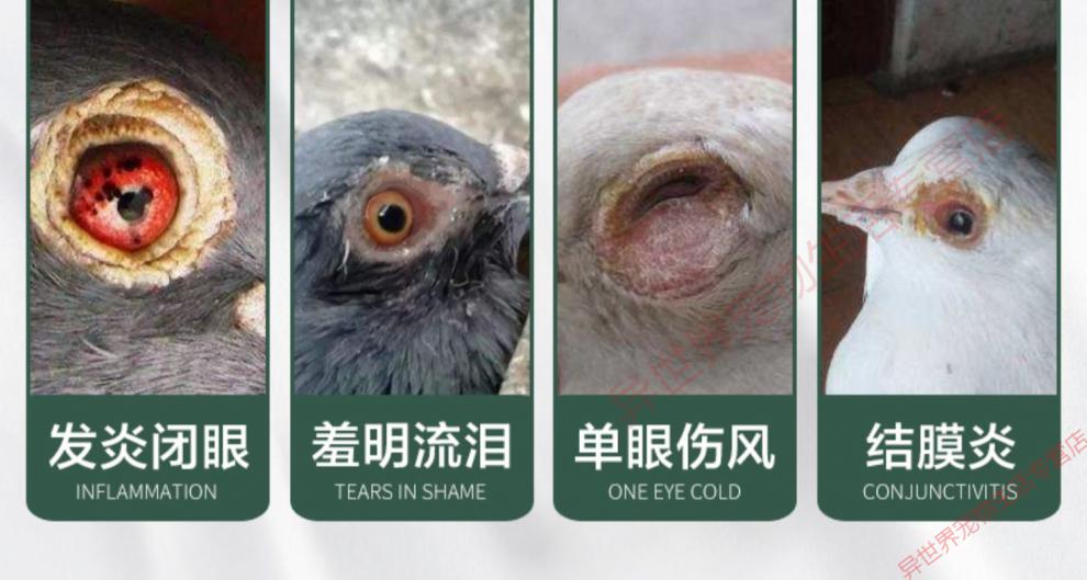 格莱德鸽药豪翔鸽子药单眼伤风一滴灵衣原两日净眼睛流泪鹦鹉信鸽