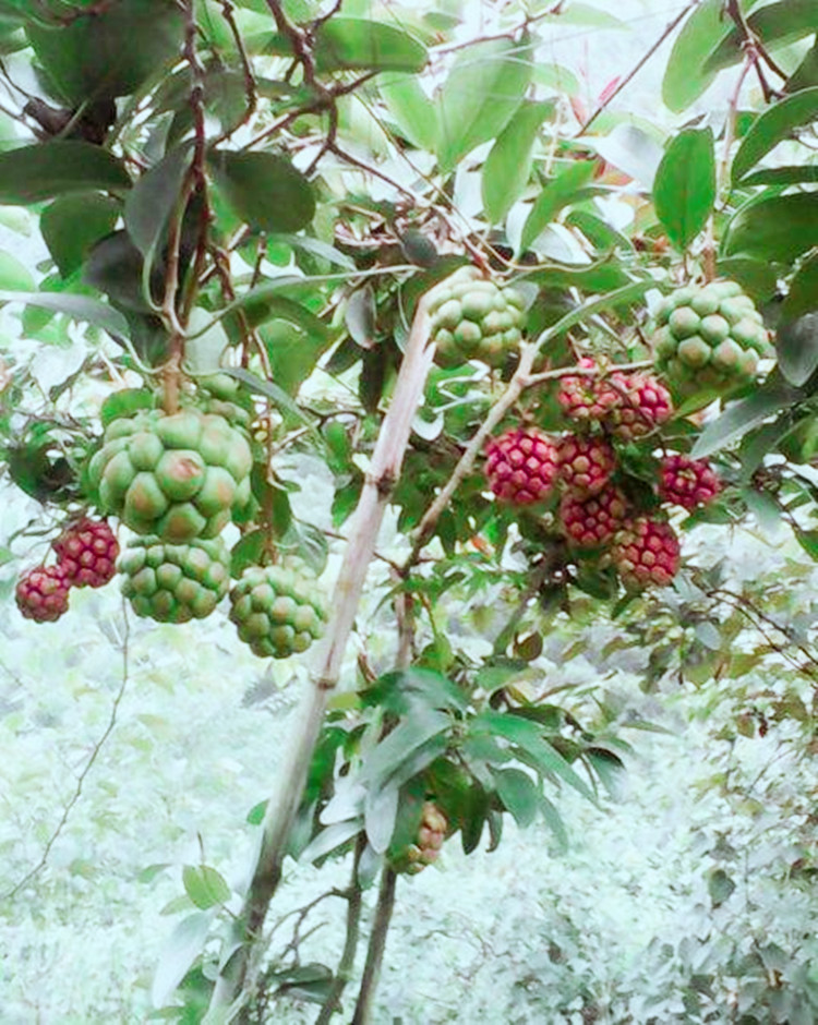 黑老虎苗布福娜水果树苗爬藤植物耐寒品种南北方庭院阳台盆栽种植 黑