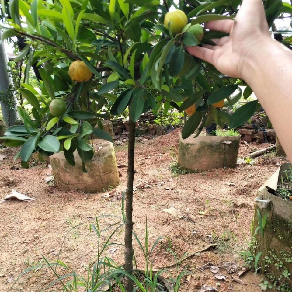 嶺南山竹樹苗竹節果苗羅蒙樹黃牙樹黃金山竹泰國山竹帶土帶葉 泰國