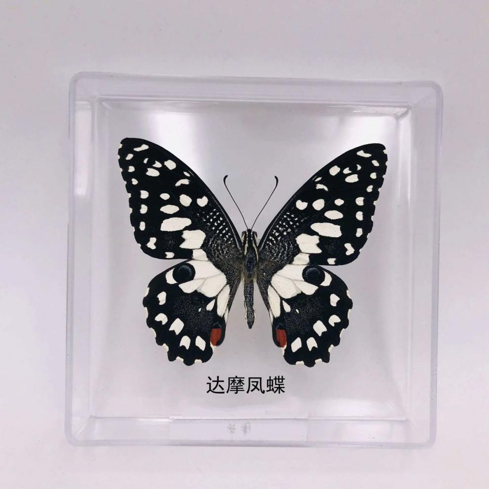 真蝴蝶标本生日礼物幼儿园奖励宝宝礼品桌面摆件拍照摄影道具 木兰青