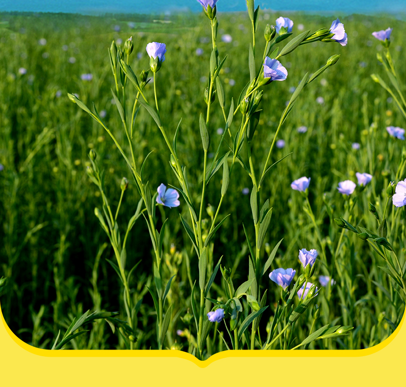 五折亚麻籽油250ml一级冷榨胡麻油低温压榨食用油