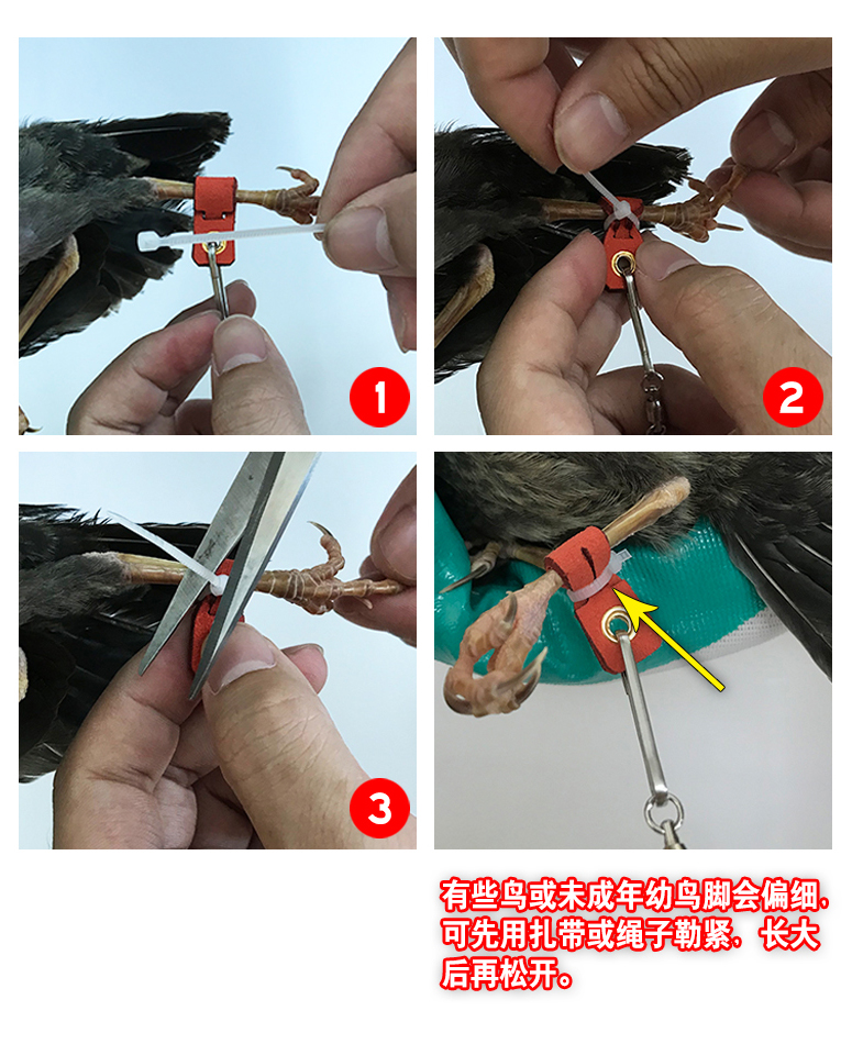 鹦鹉鸟用皮套脚环护脚脚套喜鹊乌鸦八哥鹩哥鹰鸽子脚套脚链 12号(1链2