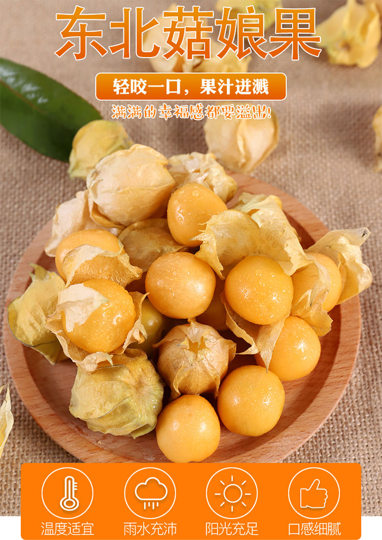 东北黄姑娘果应季灯笼果新鲜水果东北特产菇茑果现摘现发整箱手工精选