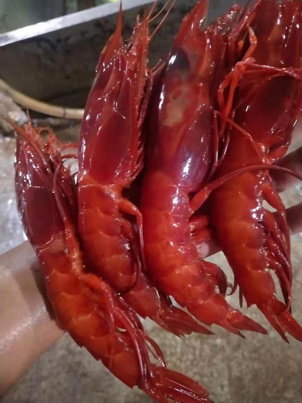 南海野生国产红魔虾胭脂虾新鲜火焰虾刺身级别红虾超低温60度 1000克