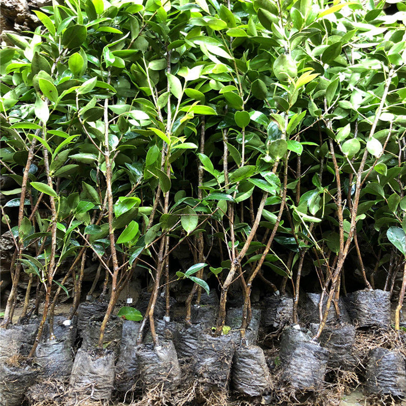 江影清长林高产嫁接油茶树苗批发山茶苗茶子树苗带土杯杂交良种大果