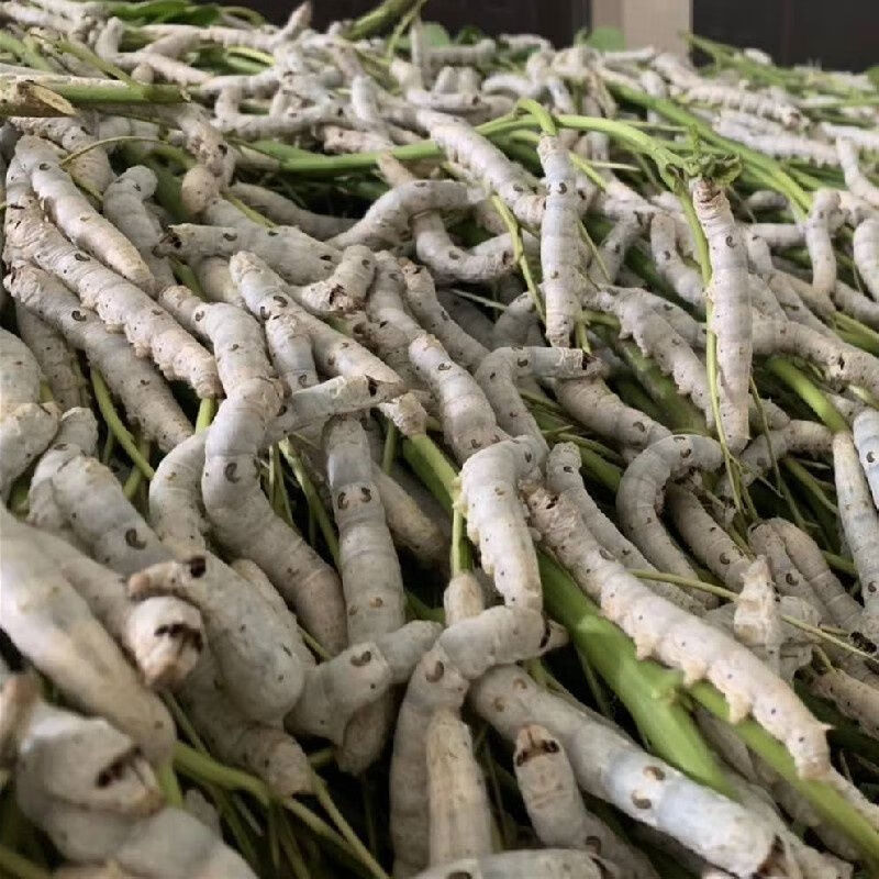 大白蚕结茧蚕大蚕成年蚕活蚕吃新鲜桑叶5龄四五龄蚕宝宝白蚕卵50粒