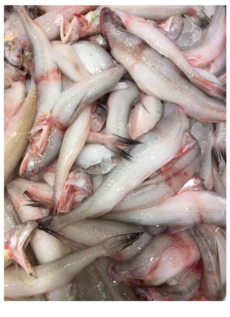 东海豆腐鱼海鲜新鲜九肚鱼龙头鱼鲜活冷冻丁鱼水潺6斤