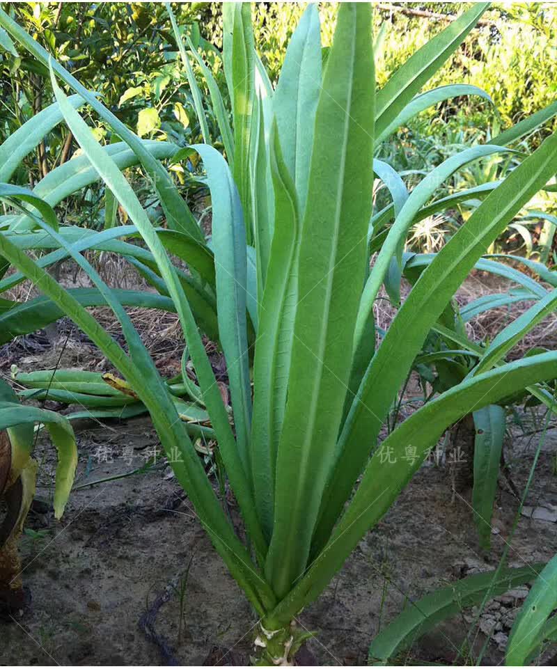 高州唛菜种子大圆叶恩平甜麦菜八甲唛种籽多枝花芽苦麻菜蔬菜种孑阳春
