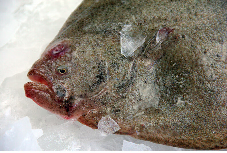 新鲜大多宝鱼鲜活速冻海鲜水产3条3斤大菱鲆比目鱼海鱼