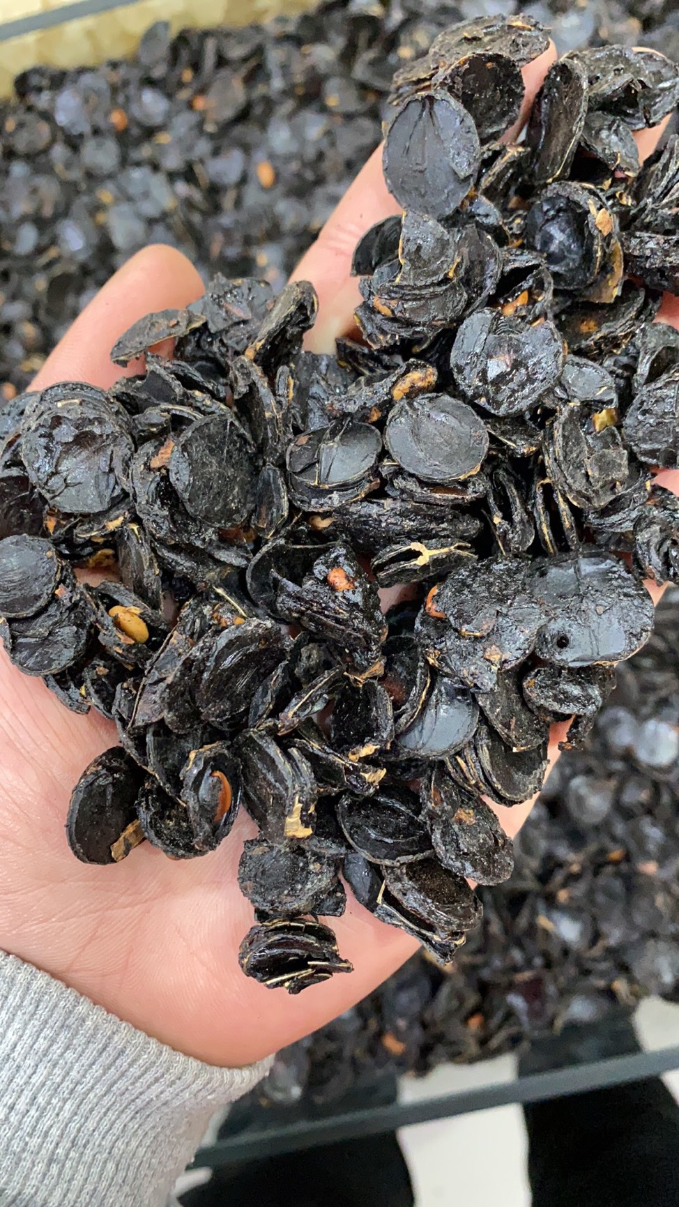 支持国货现货整根便秘果排宿便缅甸腊肠树奇异果野生大解果切段泡水