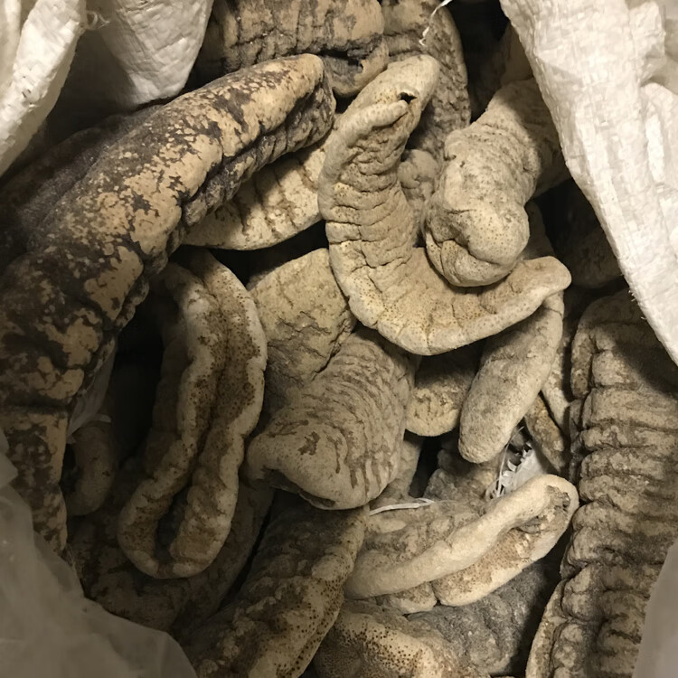 5折 猪婆参 500g 非大连即食辽参海参干货猪婆参淡干海鲜酒店用料