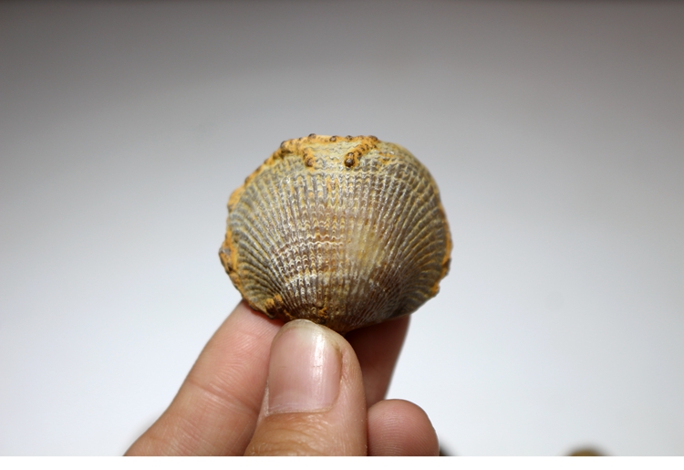 庄梦蝶 无洞贝 化石 古生物化石原石 贝壳化石 标本