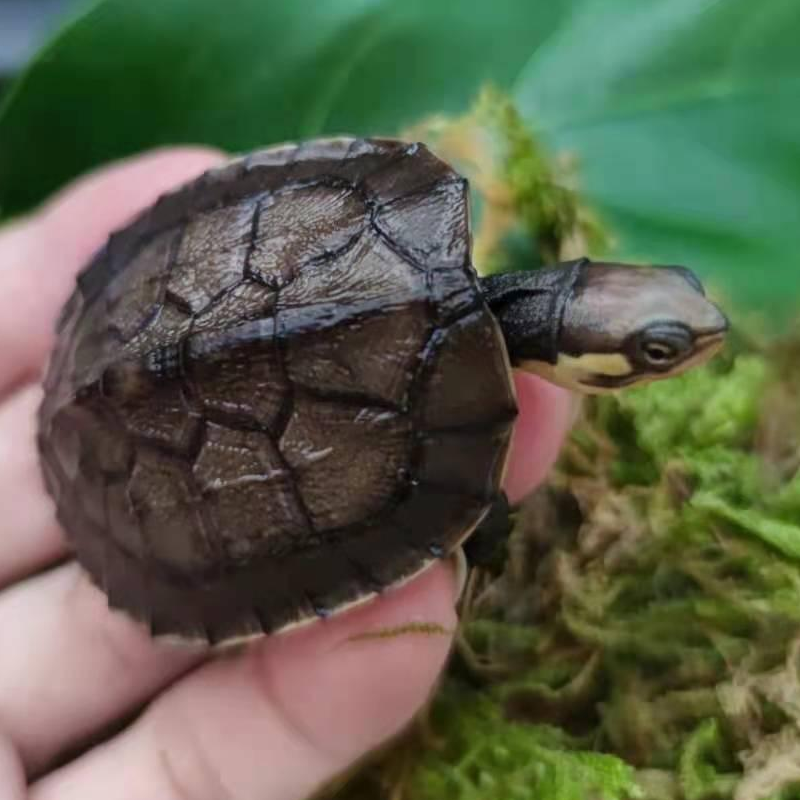 石金钱龟 小乌龟宠物活体观赏宠物龟越南石龟苗石龟 4-5厘米 10只