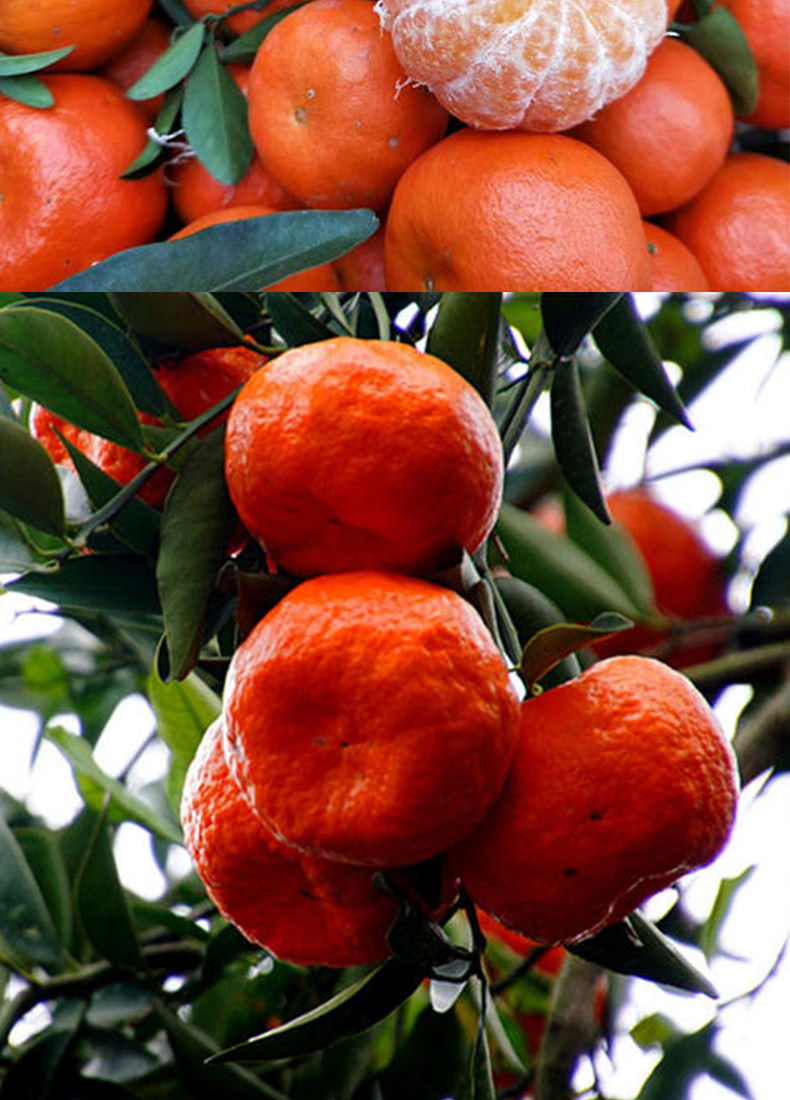 大红袍橘子万州古红桔重庆川桔子陈皮新鲜水果大果红橘整箱 9斤 大果