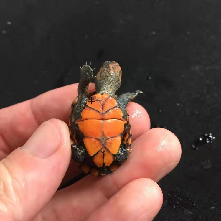 cmcm乌龟红面蛋龟苗红脸蛋龟观赏龟深水乌龟泥水龟乌龟观赏龟宠 进口