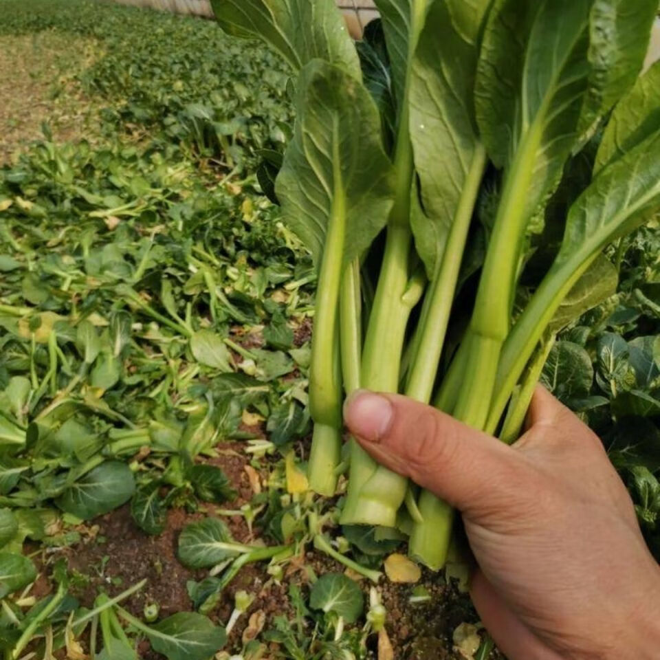 新鲜蔬菜广东菜心菜苔新鲜蔬菜3斤