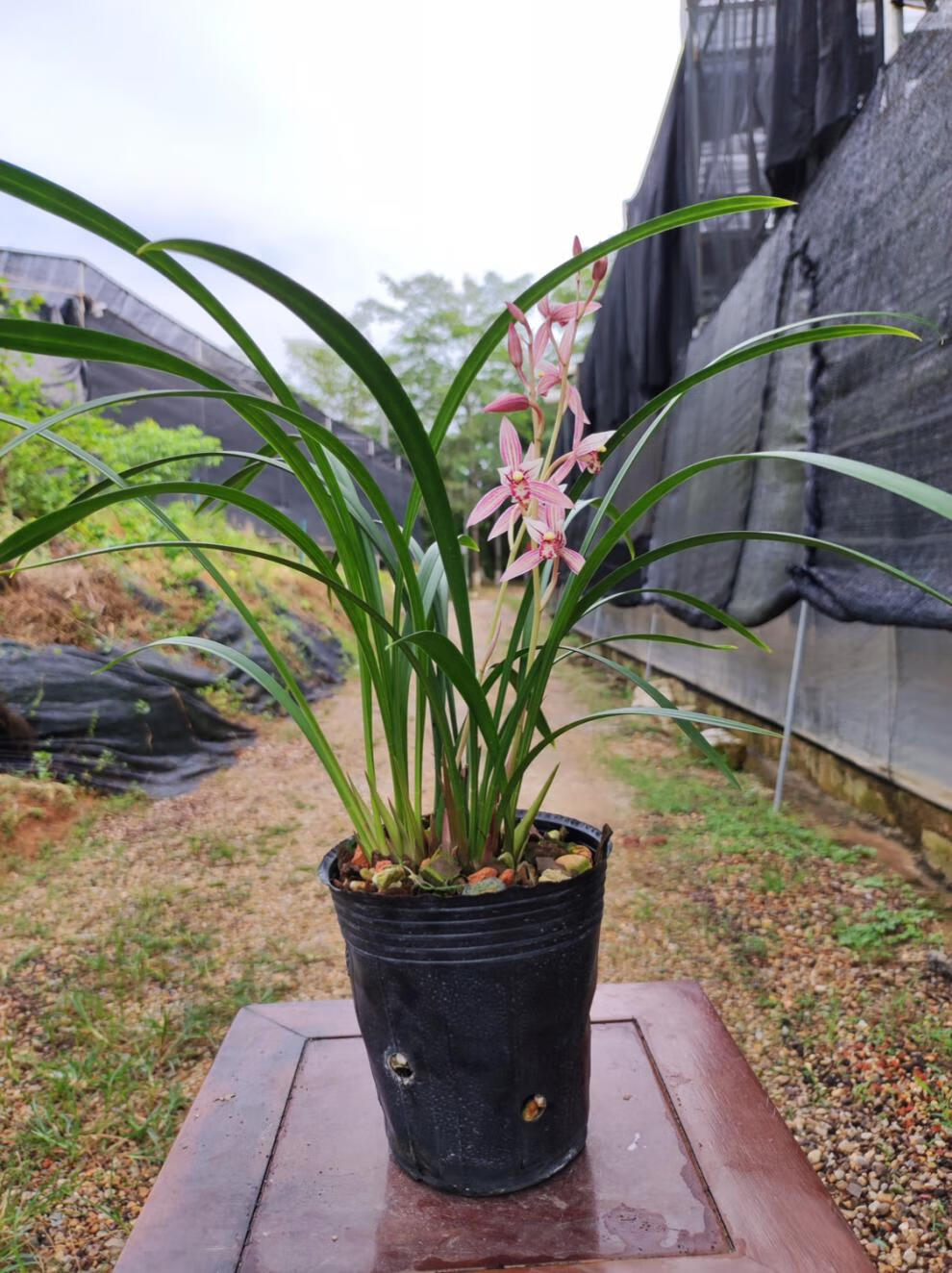 全部带花苞发货 老种 建兰铭品市长红兰花苗四季兰红花夏季带花苞植物