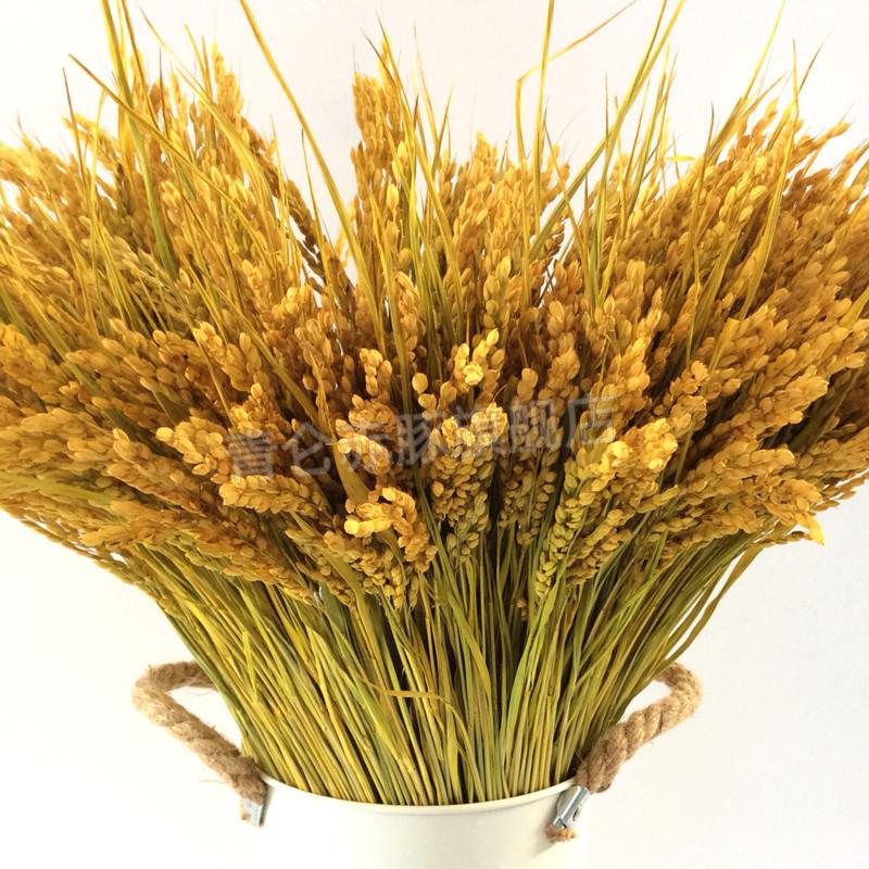 稻穗 天然干花真水稻穗家居摆设艺术干花会展拍摄道具稻穗麦穗干花