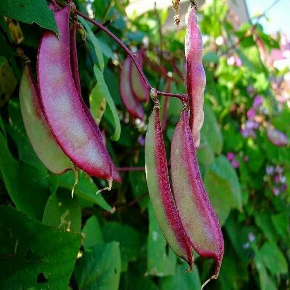 种子紫扁豆种子绿眉豆紫边红边扁豆角种子峨眉豆种子四季蔬菜 红眉豆