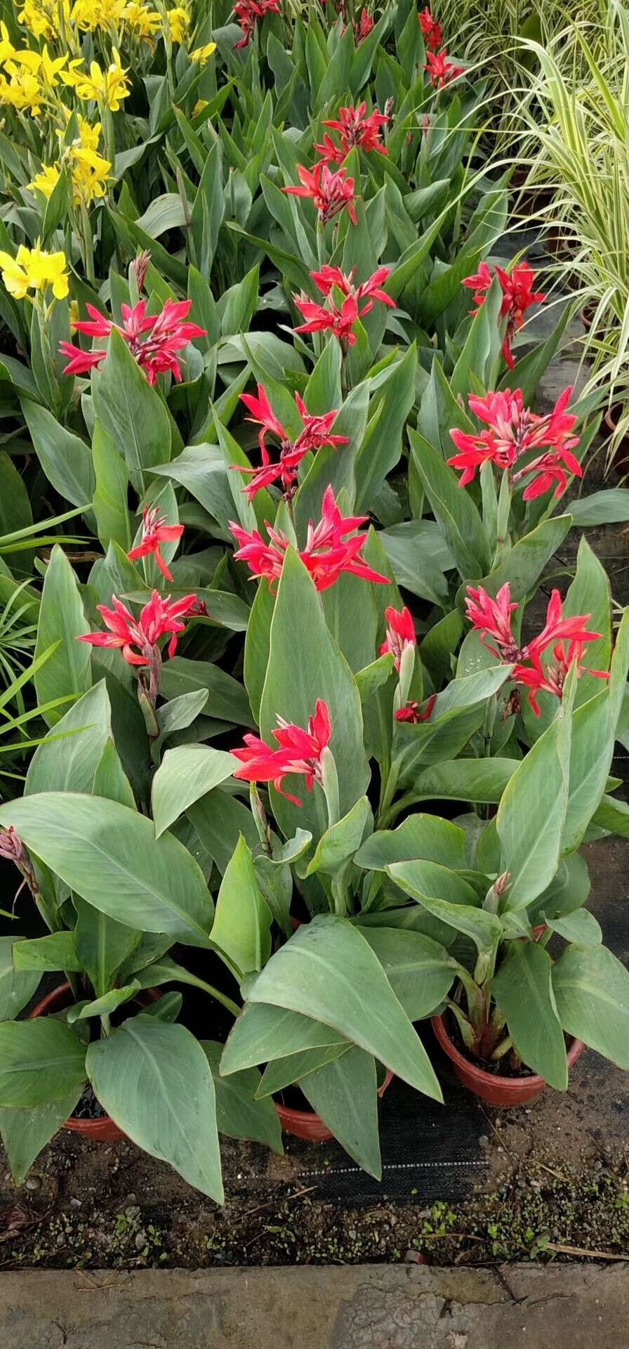 水生花卉美人蕉挺水植物鱼塘池塘植物 紫叶水生花卉美人蕉高约40厘米