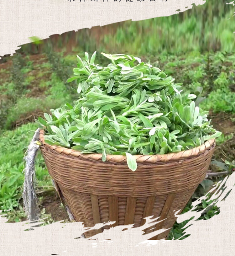 现货速发新鲜鼠曲鼠现摘麴草佛耳草绵丝青团粑粑清明果食材蔬菜现摘现