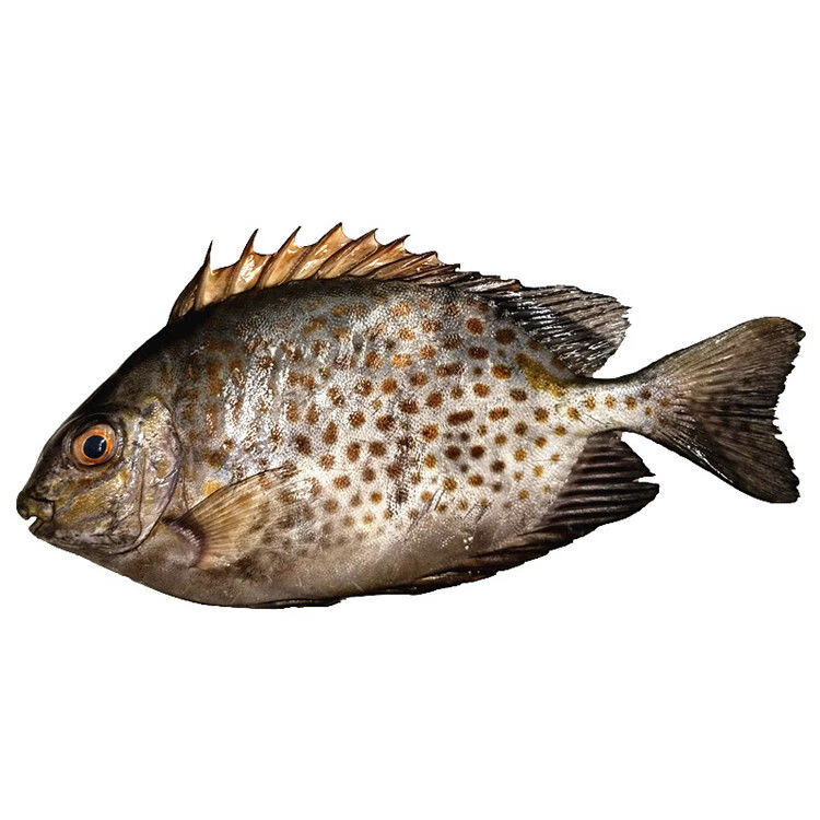 新鲜花泥猛鱼5斤海捕新鲜急冻锁鲜水产半斤肉厚鲜嫩营养爱吃 5斤(共4