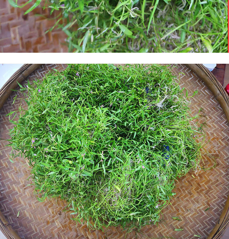 新鲜半边莲蛇利草细米草另售蛇舌草现挖带根单边莲500g1000克