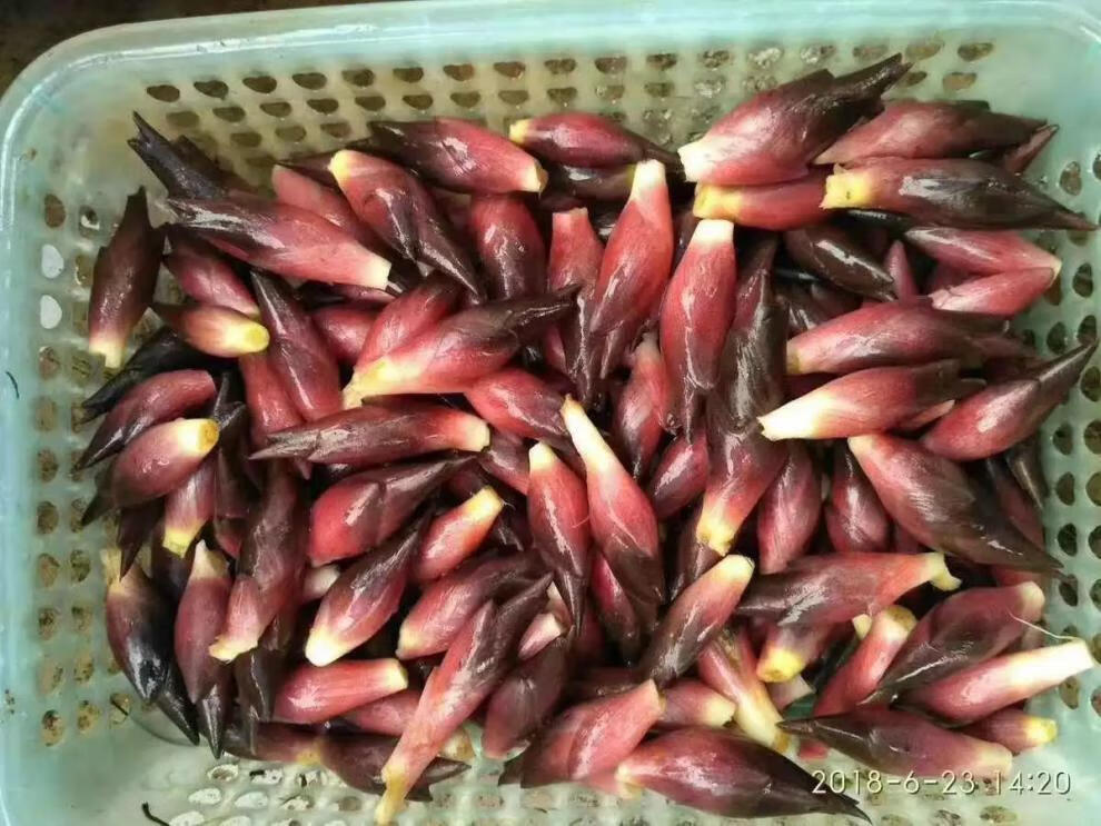 晨臻 新鲜阳荷姜 阳霍洋火洋货时令蔬菜茗荷现货速发贵州特产阳荷姜 3