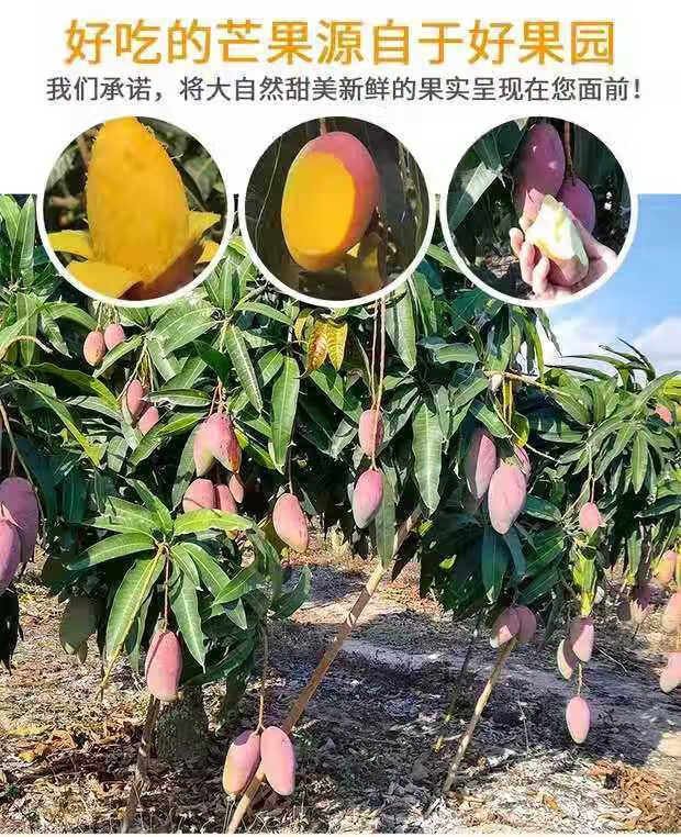 藏镜大芒图片